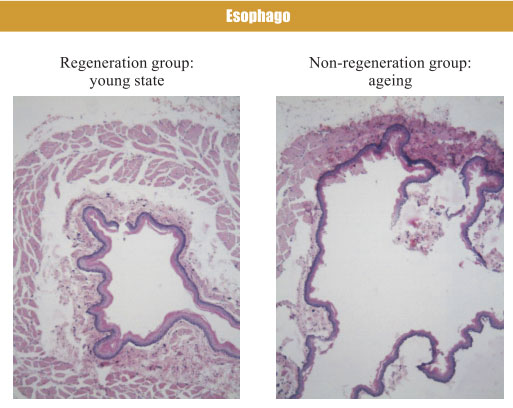 菲彩国际集团_4. Period of regenerative restoration of animal tissues and