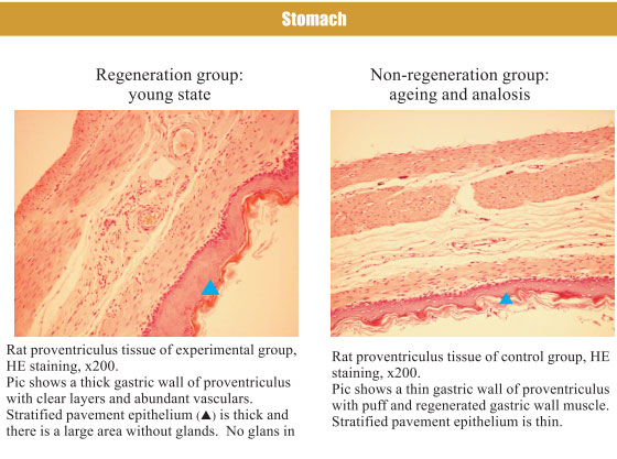 菲彩国际集团_4. Period of regenerative restoration of animal tissues and