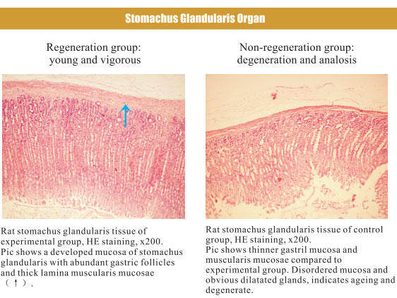 菲彩国际集团_4. Period of regenerative restoration of animal tissues and