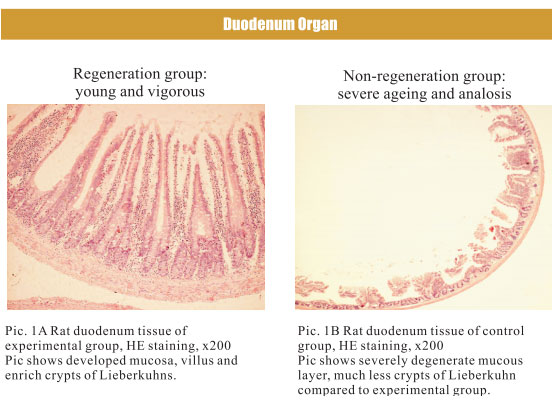 菲彩国际集团_4. Period of regenerative restoration of animal tissues and