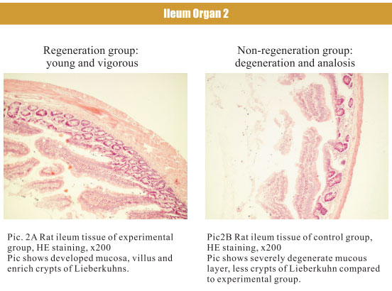 菲彩国际集团_4. Period of regenerative restoration of animal tissues and