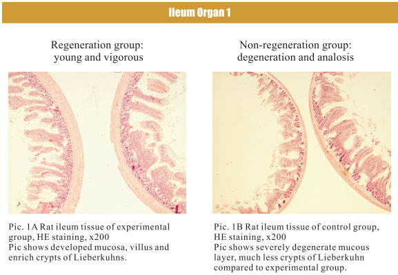 菲彩国际集团_4. Period of regenerative restoration of animal tissues and