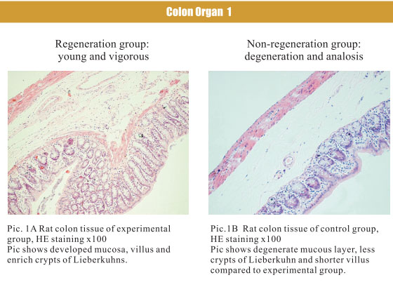 菲彩国际集团_4. Period of regenerative restoration of animal tissues and