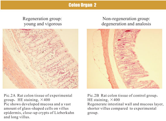 菲彩国际集团_4. Period of regenerative restoration of animal tissues and