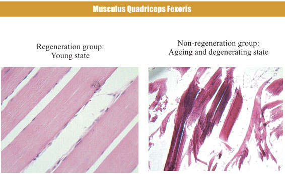 菲彩国际集团_4. Period of regenerative restoration of animal tissues and