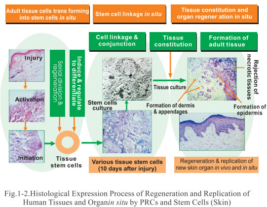 菲彩国际集团_3. Discussion of the Future of Regenerative Medicine and The