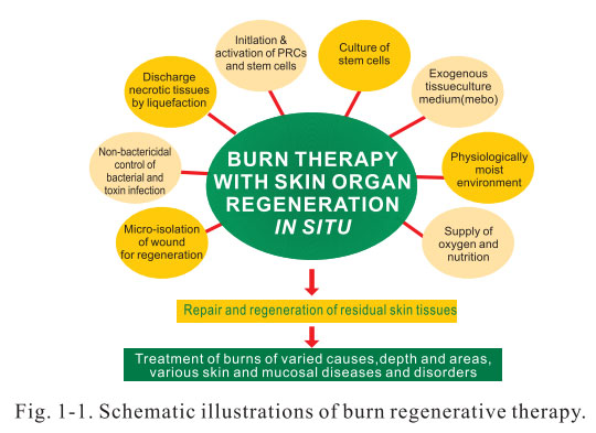菲彩国际集团_3. Discussion of the Future of Regenerative Medicine and The