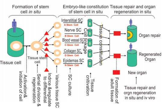 菲彩国际集团_3. Discussion of the Future of Regenerative Medicine and The