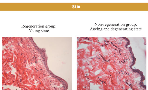 菲彩国际集团_4. Period of regenerative restoration of animal tissues and