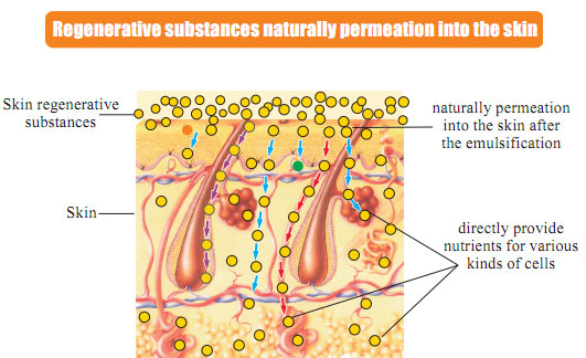 菲彩国际集团_Part One: In situ Skin Regenerative Restoration & Rejuvenati