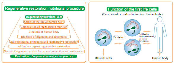 菲彩国际集团_Life basis of regenerative restoration