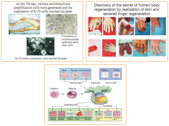 菲彩国际集团_Basis of human body regeneration