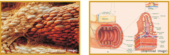 菲彩国际集团_Part Four: Research about the Effects and Mechanisms