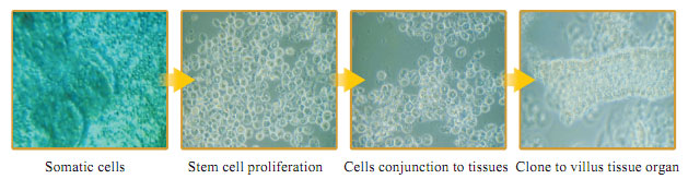 菲彩国际集团_Part Four: Research about the Effects and Mechanisms