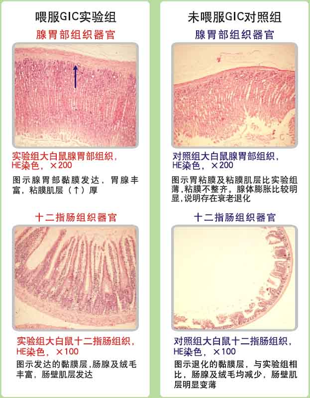 菲彩国际集团_菲彩国际动物胃肠器官原位再生回复抗朽迈科学验证(二)