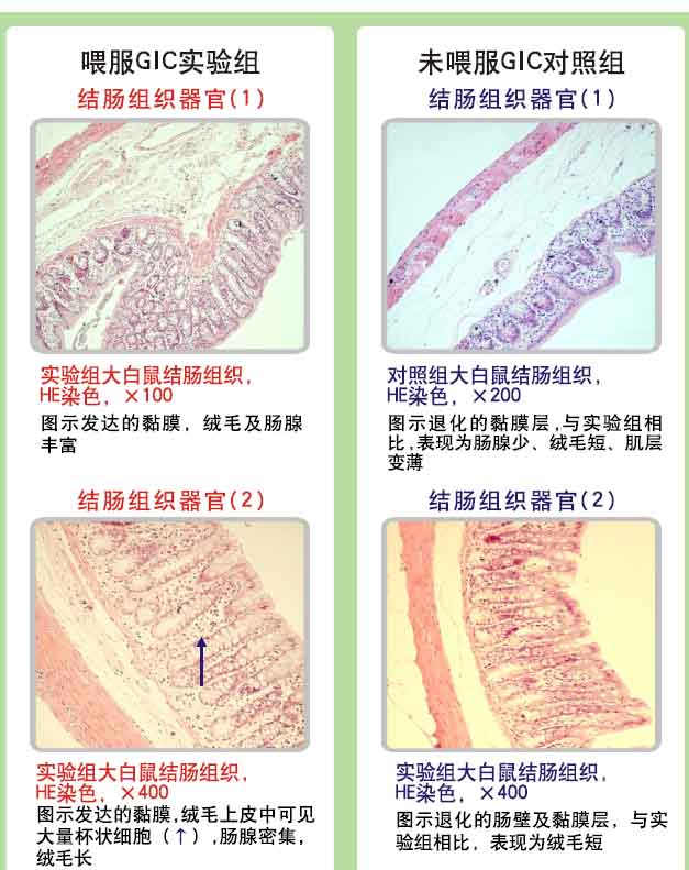 菲彩国际集团_菲彩国际动物胃肠器官原位再生回复抗朽迈科学验证(四)