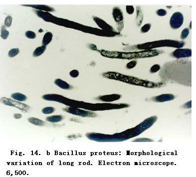 菲彩国际集团_Experimental research on the Mechanism of the Anti-infection