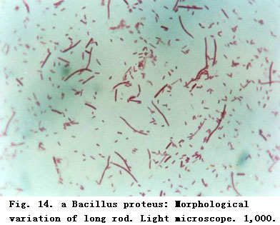 菲彩国际集团_Experimental research on the Mechanism of the Anti-infection