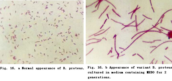 菲彩国际集团_Primary Exploration on the Mechanism of the Anti-Infection E