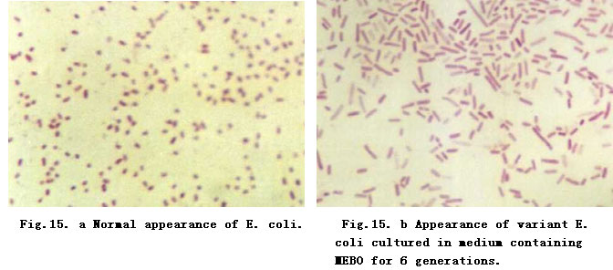 菲彩国际集团_Primary Exploration on the Mechanism of the Anti-Infection E