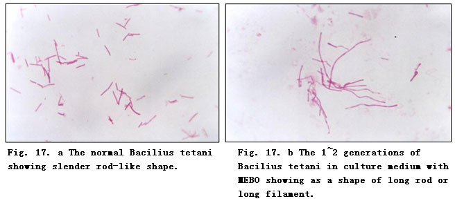 菲彩国际集团_Experimental Research on the Anti-Anaerobic and Anti-Fungal