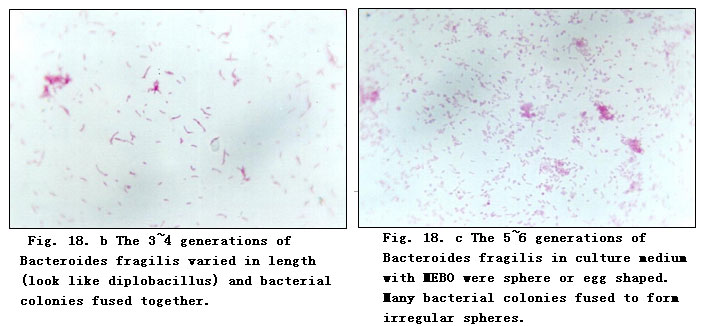 菲彩国际集团_Experimental Research on the Anti-Anaerobic and Anti-Fungal