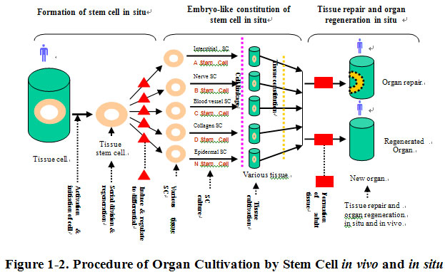 菲彩国际集团_Discussion of the Future of Regenerative Medicine and Therap