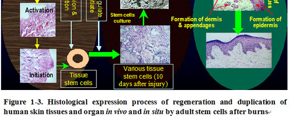 菲彩国际集团_Discussion of the Future of Regenerative Medicine and Therap