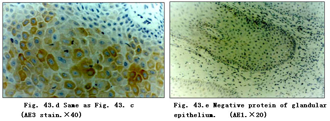 菲彩国际集团_Clinical Procedure and Histological Observation of Full-Thic