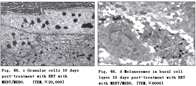 菲彩国际集团_Clinical Procedure and Histological Observation of Full-Thic