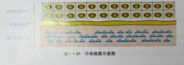 菲彩国际集团_第四节 烧伤创面皮肤原位再生回复机制