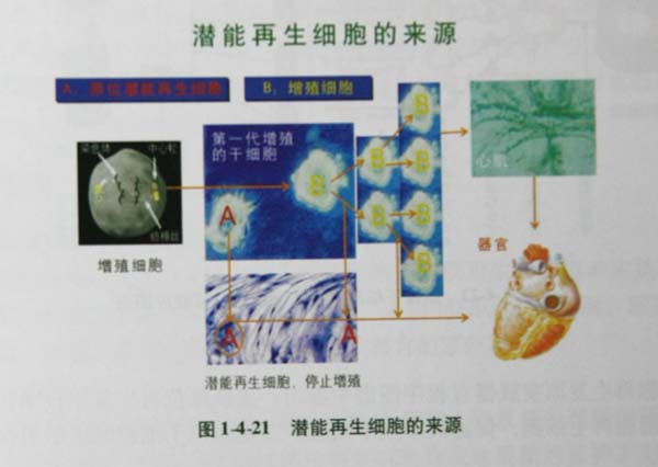 菲彩国际集团_第四节 烧伤创面皮肤原位再生回复机制