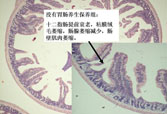 菲彩国际·(中国区)有限公司官网