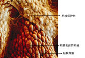菲彩国际·(中国区)有限公司官网